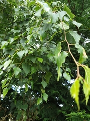 Betula pendula