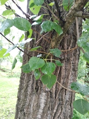 Populus