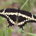 New World Giant Swallowtails and Allies - Photo (c) David Alan Rogers, some rights reserved (CC BY-NC), uploaded by David Alan Rogers