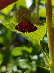 Pyrausta aurata