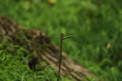 Cordulegaster erronea