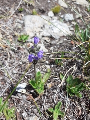 Veronica bellidioides