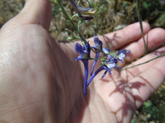 Delphinium peregrinum