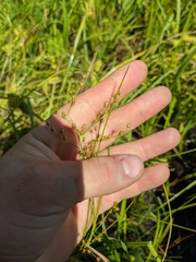 Juncus anthelatus