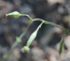Silene viridiflora