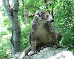 Crowned Lemur photo 5