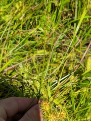 Juncus anthelatus
