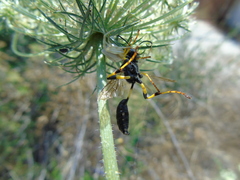 Sceliphron destillatorium