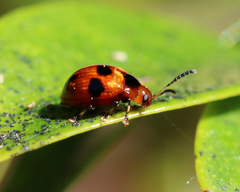 Tinosis decemmaculata