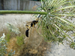 Sceliphron destillatorium