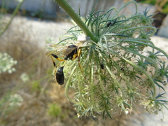 Sceliphron destillatorium