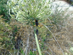 Sceliphron destillatorium