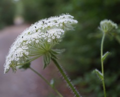 Silphiodaucus hispidus