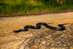 Pine Snake photo 5