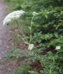 Silphiodaucus hispidus