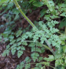 Silphiodaucus hispidus