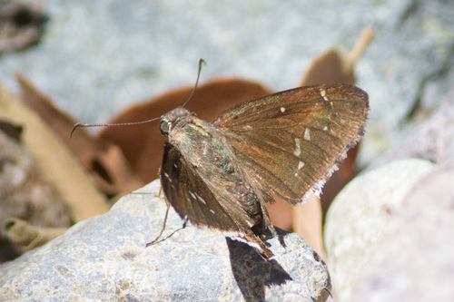 Desert Cloudywing