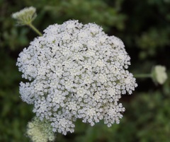 Silphiodaucus hispidus