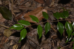 Syzygium luehmannii