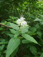 Monarda clinopodia