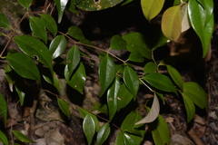 Syzygium luehmannii