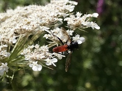 Cylindromyia bicolor