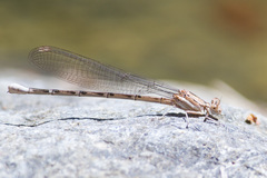 Argia munda