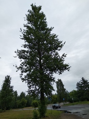Populus × berolinensis