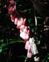 Flatida rosea