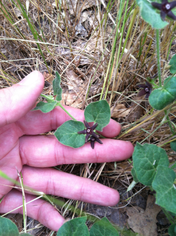 Chthamalia biflora, photograph 1