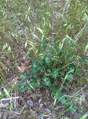 Chthamalia biflora