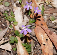 Lobelia beaugleholei
