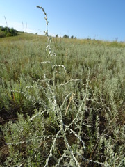 Artemisia santonicum