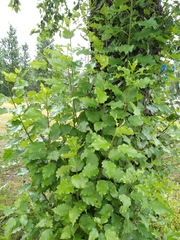 Populus × berolinensis