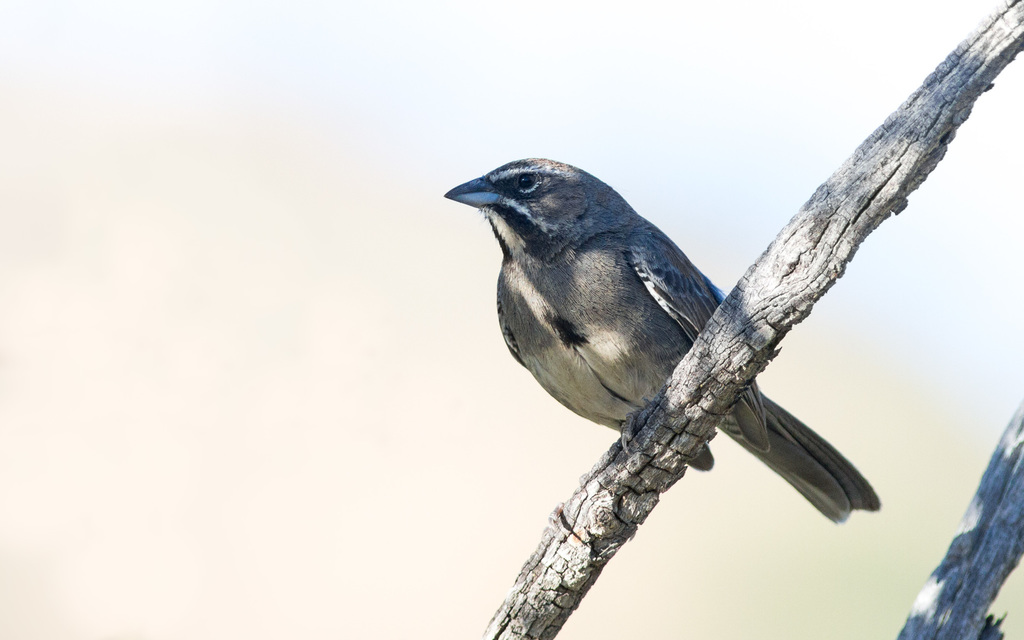 Five-striped Sparrow