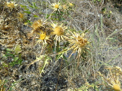 Carlina graeca