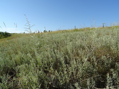 Artemisia santonicum