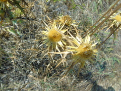 Carlina graeca