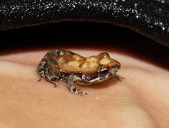 Crinia parinsignifera