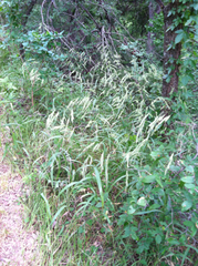 Bromus pubescens