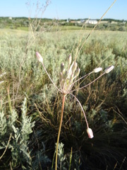 Allium praescissum