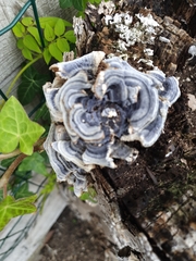 Trametes versicolor