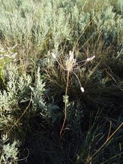 Allium praescissum