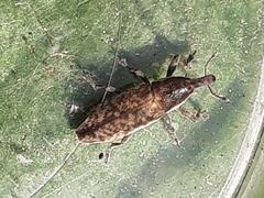 Lixus subtilis