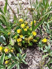 Sedum alpestre