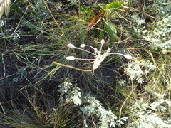 Allium praescissum