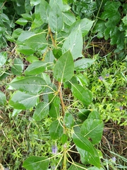Populus
