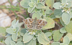 Muschampia orientalis