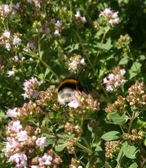 Bombus