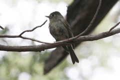 Empidonax affinis